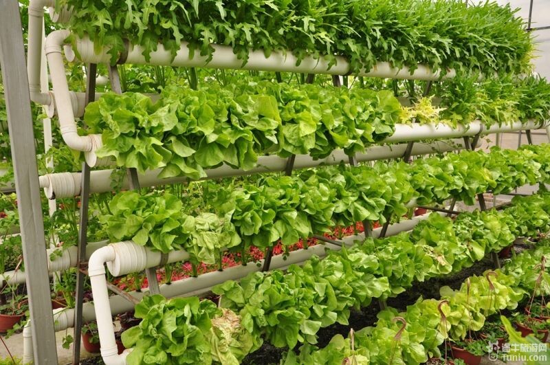 五谷农业科技：扎根吉林黑土地，用技术把粮食种出更高价值